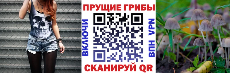 Купить  Зверево  Галлюциногенные грибы Psilocybe 